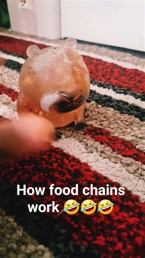 how food chains work