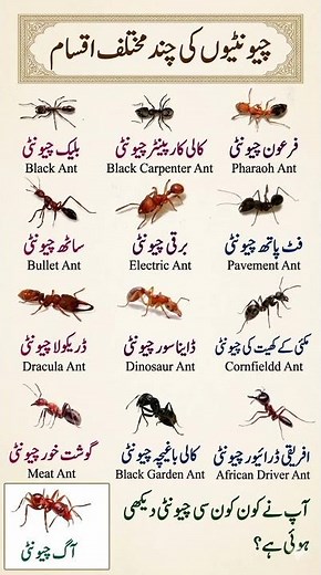 Types of Ants | Black Ant | Bullet Ant | Pharaoh Ant | Dracula Ant | 2026 #didyouknow