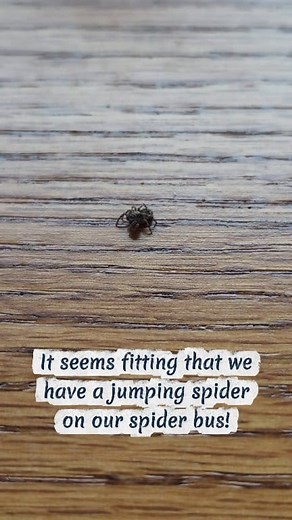 I found a wild jumping spider on our spider bus we take to the expos! Seems very fitting lol #jumpingspider #jumpingspidercommunity #jumpingspidersofinstagram | Spooky Sweet Spoods LLC