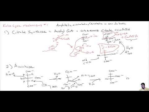 CHEM 407 - Krebs Cycle - 2 - Mechanisms 1