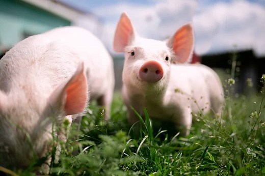 255+ Perfect Pig Names For Your Pet