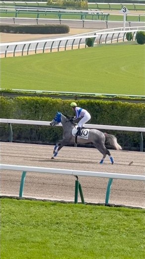コリアンダーアイ❤️青いメンコのセクシーガール💙ゴルシっ仔🫶返し馬💕 遠藤 汰月騎手🏇桜満開🌸中山競馬場 3月31日#ゴールドシップ #芦毛 #horse #競馬 #中山競馬場