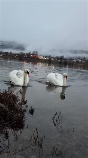 39 reactions | Look at these beautiful white swan feathers!諾 廉✨ #Norway #Nature #Swan #Scandinavia #Norge #winterwonderland❄️ #swansofinstagrm | Marit Samuelsen | Facebook