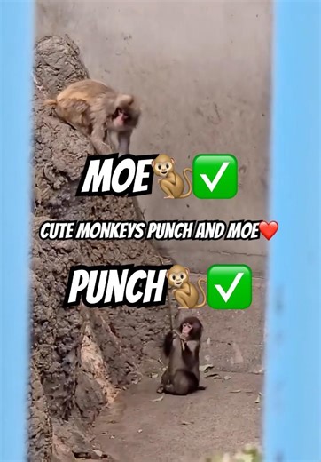 Punch and Moe Playing Together #shorts