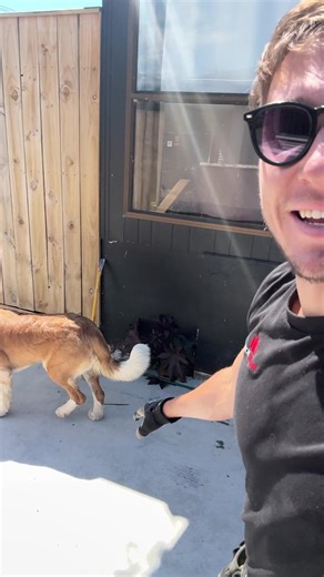 Weekend Fence Upgrade Project