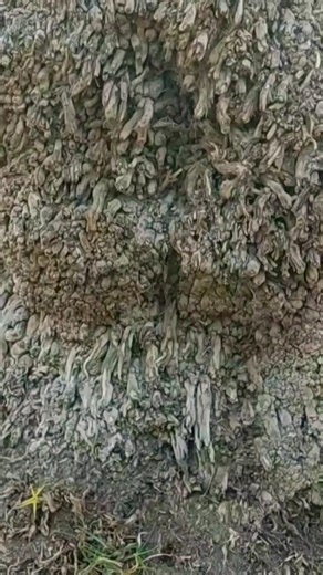 What this 😱 it's Scary Nature🌵#shorts#birds #asmr#insomniarelief #meditation#relaxation #meditation