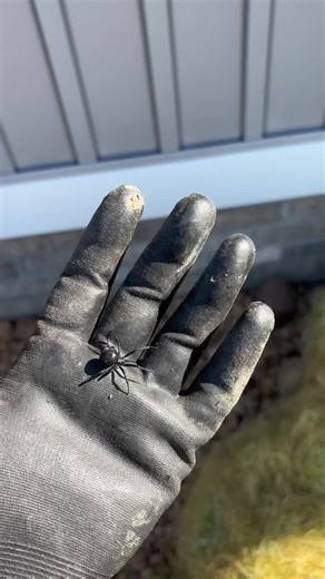 Wicked Widows on TikTok