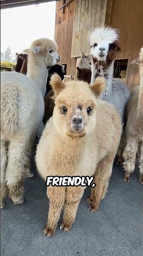 The Real Reason an Alpaca Will Spit on You #Animals #AnimalFacts