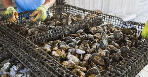 Aquaculture by Design