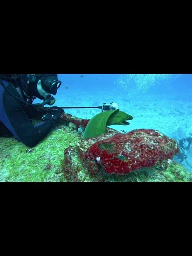 Moray eel!🦈🤿#morayeel #eel #scubadiving #sharks #frenzy #underwater #diving #sealife #shorts #scuba