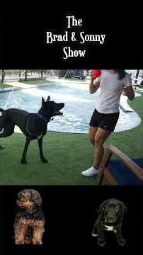 Lab/Pointer Pup's Epic Water Park Adventure!