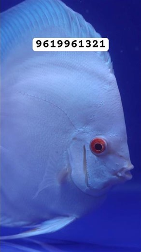 ALBINO OCEAN GREEN @ NIMISH DISCUS #discus #discusfish #aquarium