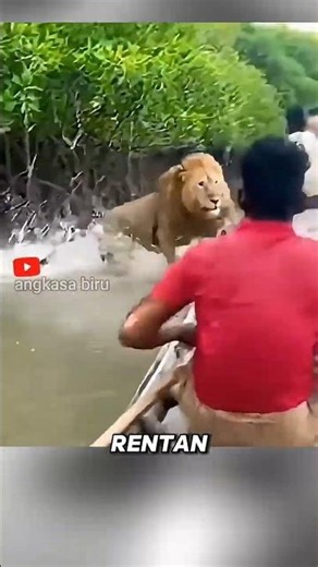 Entering Lion Territory? Humans Are the Ones at Risk! 🦁#wildlife #lion #tiger