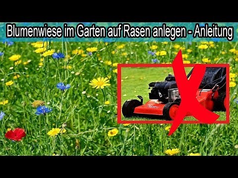 Create a natural flower meadow on lawn in your garden and only mow the lawn twice a year!