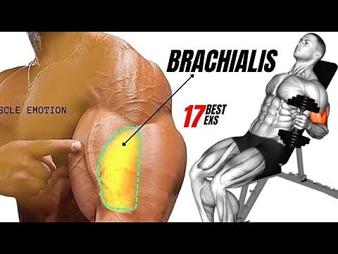17 BEST BRACHIALIS WORKOUT AT GYM