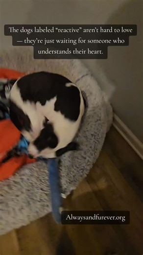 Luna has been waiting seven and a half years for her forever family. Velvet and Legacy over three years each. Year after year of watching new faces come and go. Years of hoping someone would finally look past thier fear and see the incredible soul underneath. Reactive dogs aren’t broken. They aren’t bad. They’re simply carrying a story no one ever helped them rewrite. And when you choose a dog like Luna, you’re choosing to love deeper, to be patient, to show a soul that trust can grow again. Fos