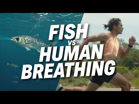 How Do Fish Breathe vs How Humans Breathe