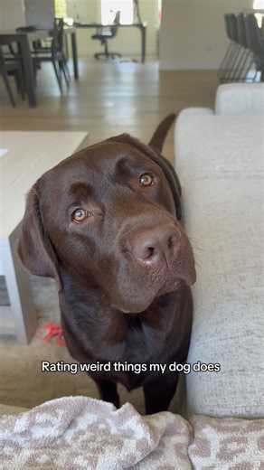 Woodford the Chocolate Lab on Instagram: "Lmk what you’d rate him 🤭 #labrador #labradorvideos #labradorretriever #chocolatelab #labpuppy #puppiesofinstagram #puppylove #labstagrams #talesofalab #talesofalabpuppy #puppylove #labs_of_insta #dogmom #souldog"