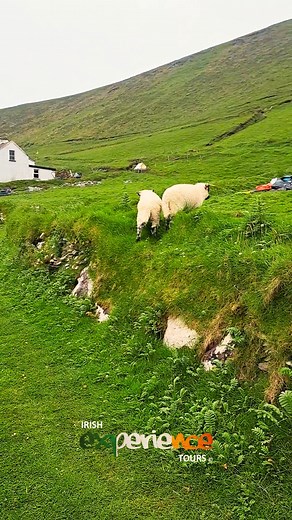 Irish Experience Tours on Reels