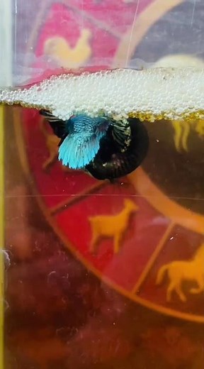 The REAL Wild Betta Fish Breeding! (Unik!)