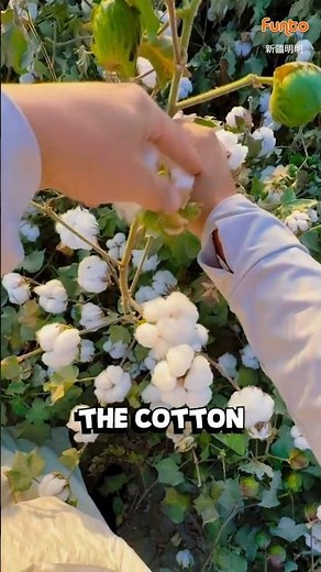 How Cotton Is Made | From Plant to Fabric