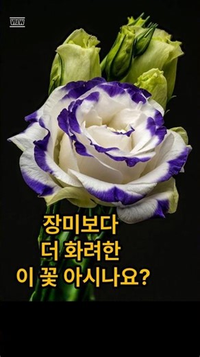 변치 않을 사랑을 담은 이꽃은? #꽃말 #명언 #꽃설명 #변치않는사랑 #감성영상 #좋은글