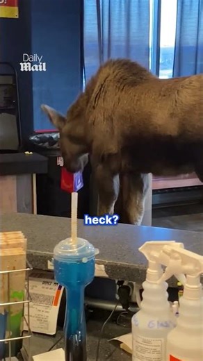 Wild moose takes a trip to the movie theater