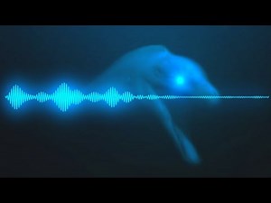 SCP-3000 Audio Recording