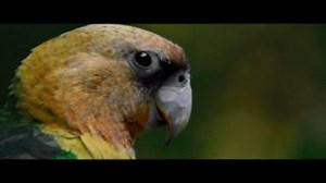 It's World Parrot Day today! 列 Did you know that Greenpop works to...