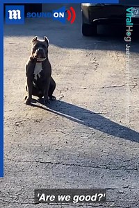 3M views · 81K reactions | This is every delivery driver's worst nightmare   via ViralHog | Daily Mail Video | Facebook