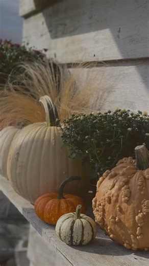 18 reactions · 3 comments | Who's ready for Fall? ✨ We are 5 weeks away from our Annual Fall Fest September 27th & 28th from 10-4! Some other exciting news - today is the first day we have Fall flowers in stock, shop mums, cabbage, ornamental peppers and planters until 6! | Hueter's Greenhouses | Facebook