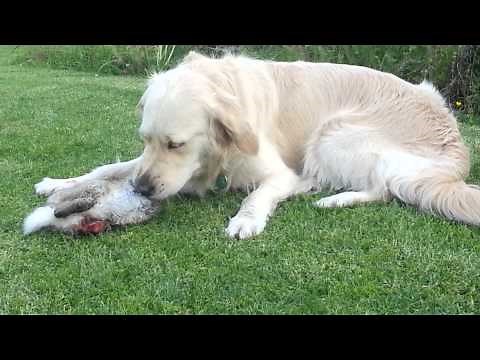 #Goldenretriever EATS rabbit LIKE A WOLF! must see! #uiscebaby