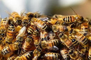 Electrician Killed in Bee Swarm at Riverside Construction Site