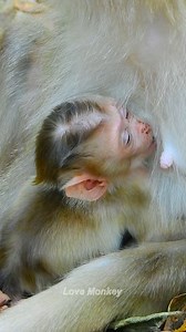 5.7K views · 1.2K reactions | A cute baby monkey is breastfeeding | Love Monkey | Facebook