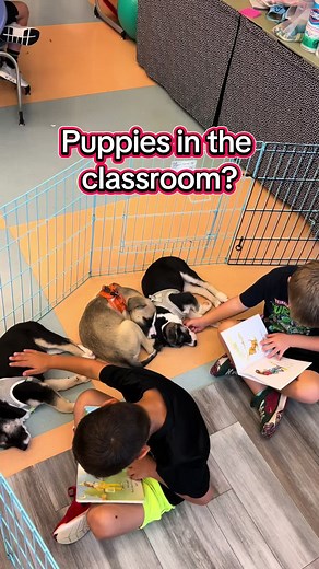 Puppies in the Classroom: Joyful Learning Experience
