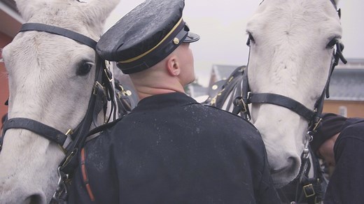 Caisson horses: the 4-legged patriots who honor our American heroes