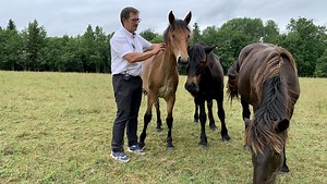 VIDEO. Ces animaux d'Occitanie à préserver 2/6 : le cheval castillonnais, un Ariégeois au bon caractère