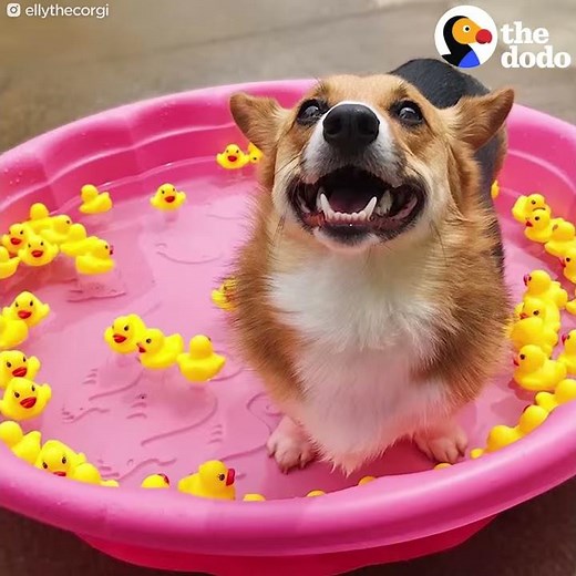 Corgi Dog Wins Summer | The Dodo