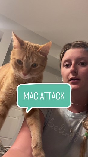 Can Cats Eat Mac and Cheese? Exploring Macaroni the Cat's Preferences