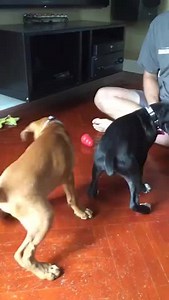 Boxer puppies wear collars for the first time! | Broadcast Viral Animals