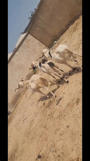 Don’t Undersell Yourself 💪 Quality animals deserve quality prices. If your breeding, feeding, and care are top-notch — charge your worth confidently ✅ Do you agree or do you think price should be flexible? #FarmBusiness #FarmLife #LivestockLovers #ViralReels #GoatFarming #AATIntegratedFarm | Aat Integrated Farm