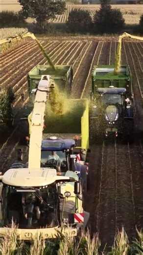 3x Krone Big X 1180 im #mais | #tractor #harvesting #4k #fendt#krone #agrartechnik #farm #farmrecap