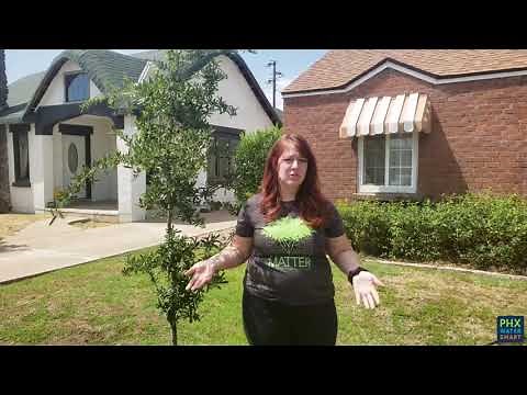 Acorns in the Desert? The Southern Live Oak Flourishes in Phoenix!