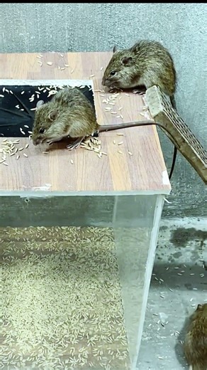 Best mouse trap idea mice can't resist #mousetrap #rat #shorts #animals #pestremoval