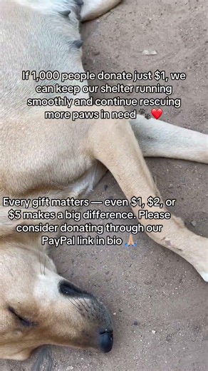 No amount is too small — even $1 helps. Please donate through our PayPal link in bio 🙏🏼