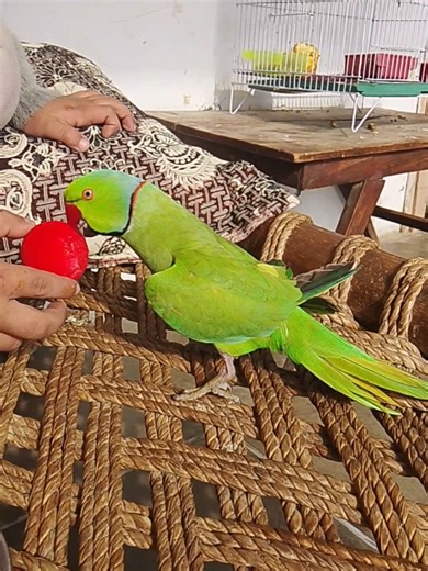 Mithu the Talking Parrot: Fun Moments
