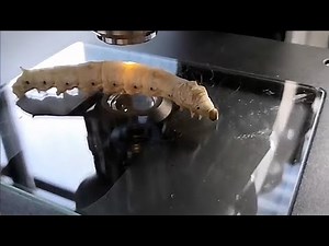 Silkworms Inspired This Easy Way To Spin Nanofibers | Headline Science
