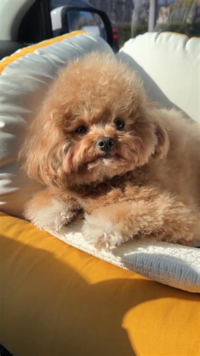 🌸 “Fluff level: 1000% softness overload 🐶💫” | Fluffy ASMR