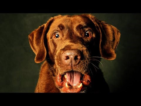 Mystical Pets: The Alpha Dog Who Raised Generations of Puppies