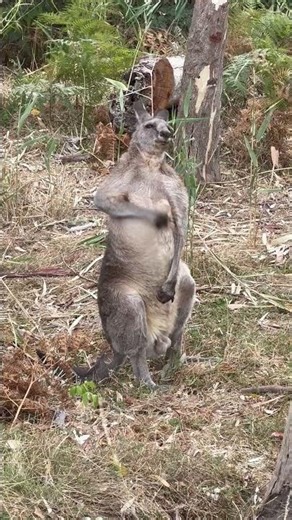 Cute Kangaroo Belly Scratch | Too Adorable! 🦘